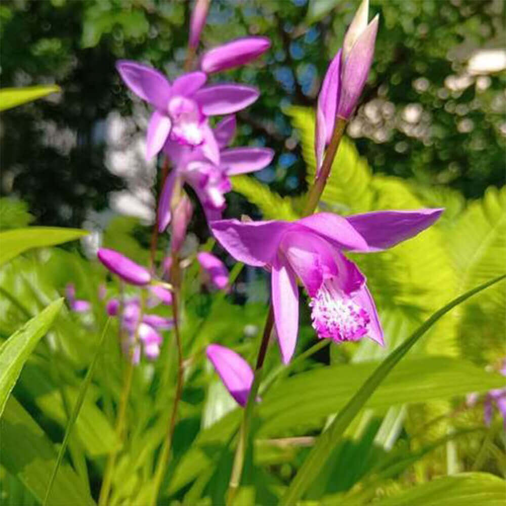 「春に咲く、宿根草・シランの花」